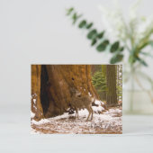 Mule Deer Postkarte (Stehend Vorderseite)