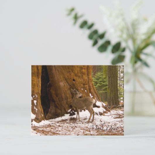 Mule Deer Postkarte (Stehend Vorderseite)