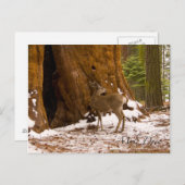 Mule Deer Postkarte (Vorne/Hinten)