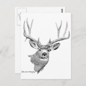 Mule Deer Postkarte (Vorne/Hinten)