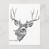 Mule Deer Postkarte (Vorderseite)