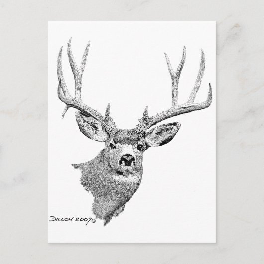 Mule Deer Postkarte (Vorderseite)