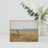 Mule Deer Postkarte (Stehend Vorderseite)