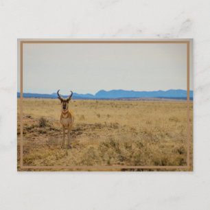 Mule Deer Postkarte
