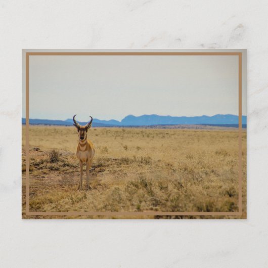 Mule Deer Postkarte (Vorderseite)