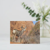 Mule Deer Postkarte (Stehend Vorderseite)