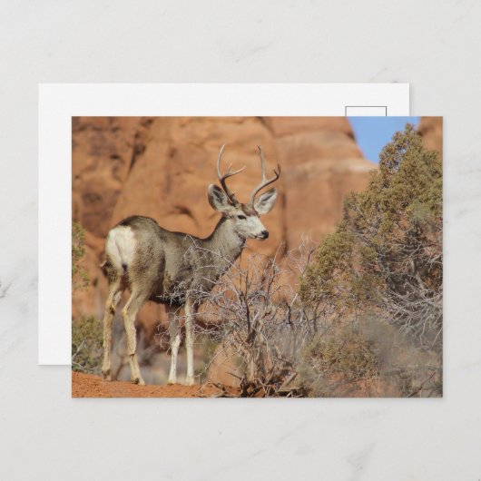 Mule Deer Postkarte (Vorne/Hinten)