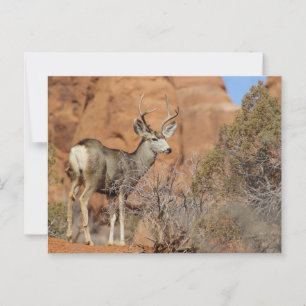Mule Deer Postkarte