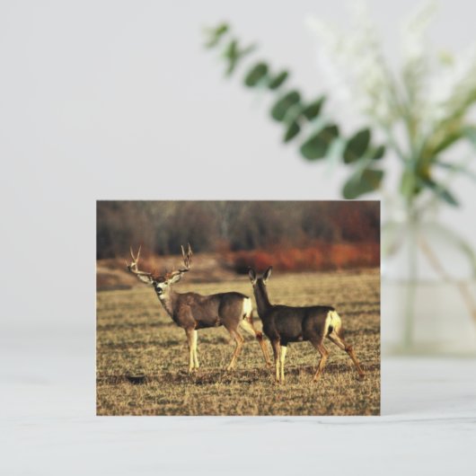 Mule Deer Postkarte (Stehend Vorderseite)