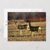 Mule Deer Postkarte (Vorne/Hinten)