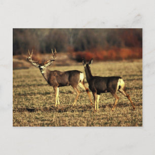 Mule Deer Postkarte