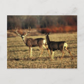 Mule Deer Postkarte (Vorderseite)