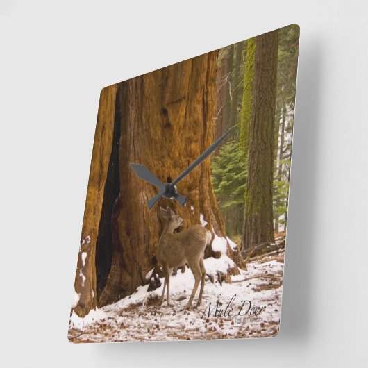 Mule Deer Quadratische Wanduhr (Winkel)