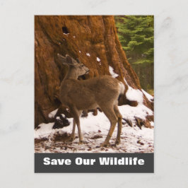 Mule Deer Rette unsere Wildlife Postkarte