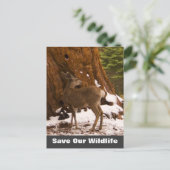 Mule Deer Rette unsere Wildlife Postkarte (Stehend Vorderseite)