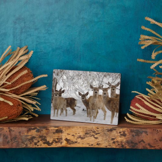 Mule Deer Wyoming Fotoplatte (Seite)