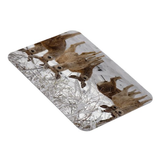 Mule Deer Wyoming Magnet (Rechte Seite)