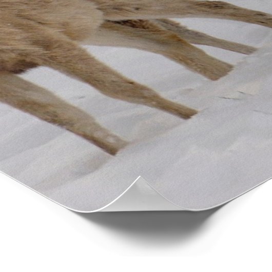 Mule Deer Wyoming Poster (Ecke)