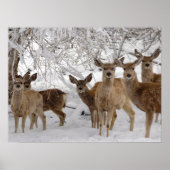 Mule Deer Wyoming Poster (Vorne)