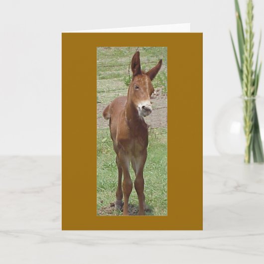 Mule Greeting Card Karte (Vorderseite)