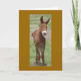 Mule Greeting Card Karte