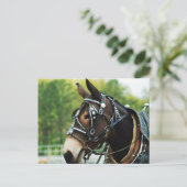 Mule Head Postkarte (Stehend Vorderseite)