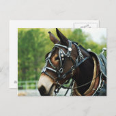 Mule Head Postkarte (Vorne/Hinten)