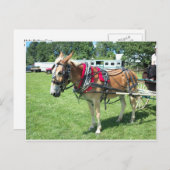 Mule Pulling Cart Postkarte (Vorne/Hinten)