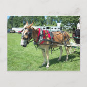 Mule Pulling Cart Postkarte (Vorderseite)