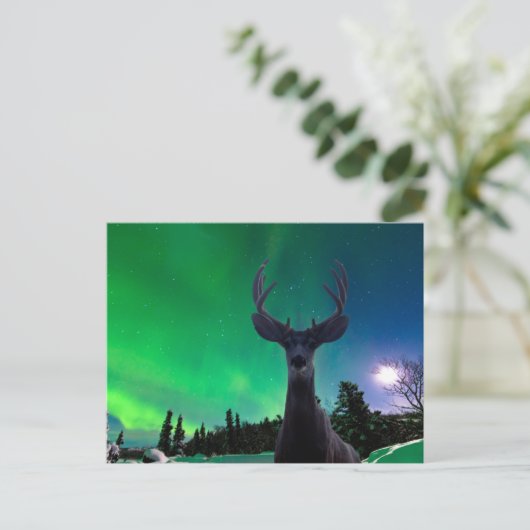 Mule Reh und Aurora borealis Postkarte (Stehend Vorderseite)