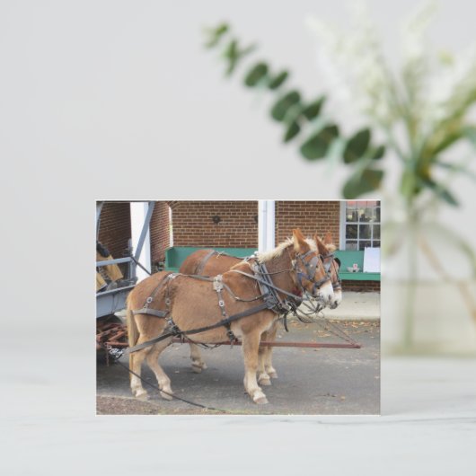 Mule Team, 1 Postkarte (Stehend Vorderseite)