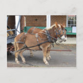 Mule Team, 1 Postkarte (Vorderseite)