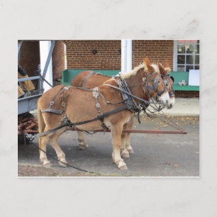 Mule Team Postkarte