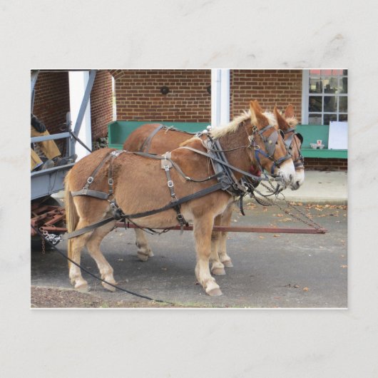 Mule Team Postkarte (Vorderseite)