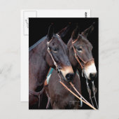 Mule Twosome Postkarte (Vorne/Hinten)