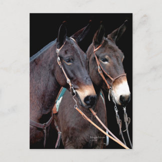 Mule Twosome Postkarte