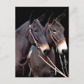 Mule Twosome Postkarte (Vorderseite)