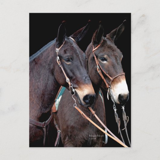 Mule Twosome Postkarte (Vorderseite)