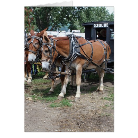 Mules im Rahmen des Landwirtschaftsfestivals von I (Vorne)