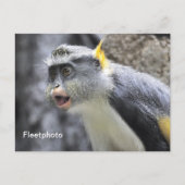 Muli-farbiger Wolf-Affe Postkarte (Vorderseite)