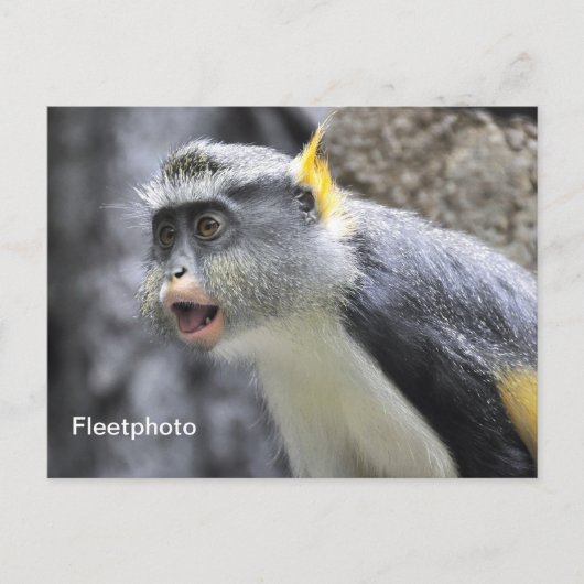 Muli-farbiger Wolf-Affe Postkarte (Vorderseite)