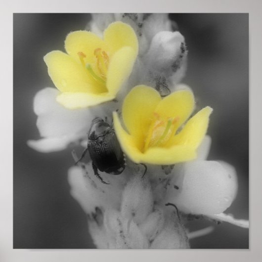 Mullein-Blume mit Käfer-Teilfarbe Poster (Vorne)