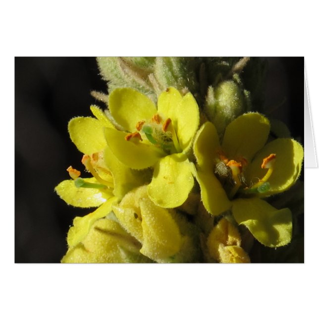 Mullen-Blume (Vorderseite (Horizontal))