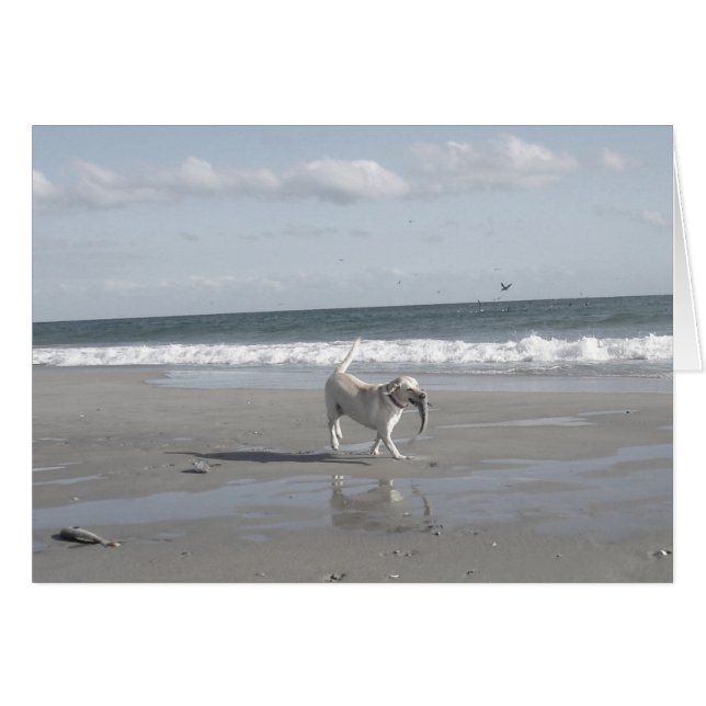 Mullet Pup III (Vorderseite (Horizontal))