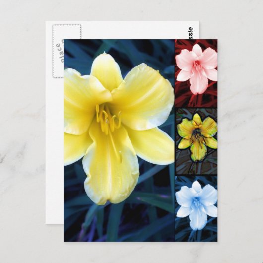 Multi-Blume - florale Postkarte (Vorne/Hinten)