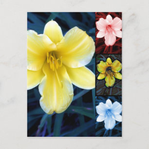 Multi-Blume - florale Postkarte