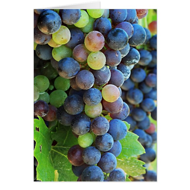 Multi Trauben (Vorne)