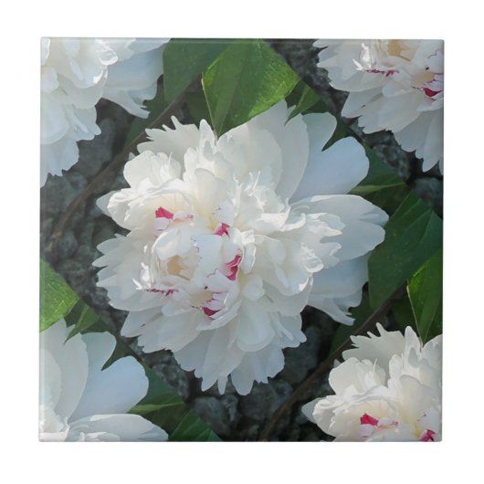 Multi Wertvoll Peony Tile Fliese (Vorderseite)