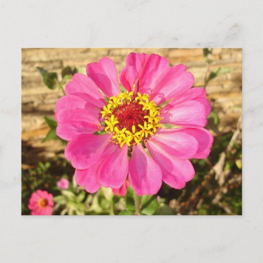 Multicolor Bloom Postkarte (Vorderseite)