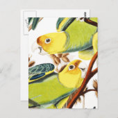 Multicolor-Gelbgelber Papageienvogel postc Postkarte (Vorne/Hinten)